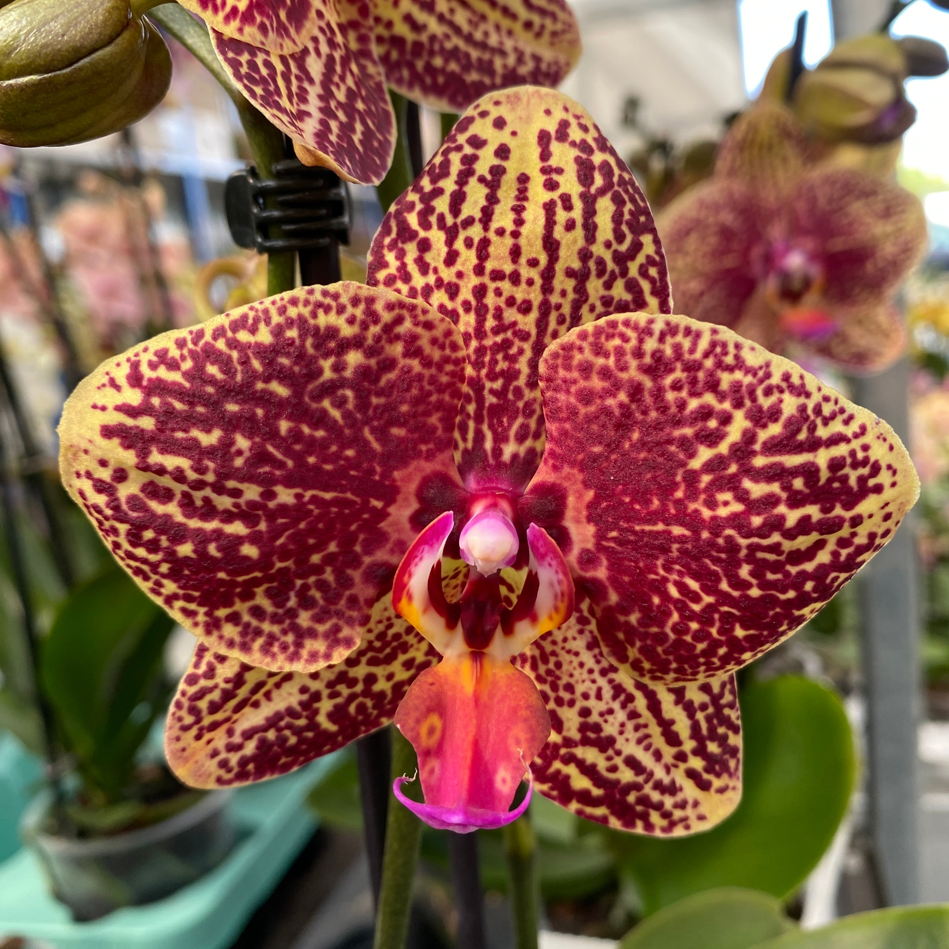 Phalaenopsis Sogo Rondini D12