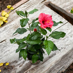 Hibiskus rosa-sinensis Venetie Pink - velike ružičaste cvjetove