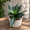 Sansevieria Hahnii 'Diamond'