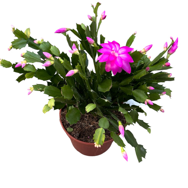 Schlumbergera fuchsia-ciclam (craciunita) - exemplare XXL