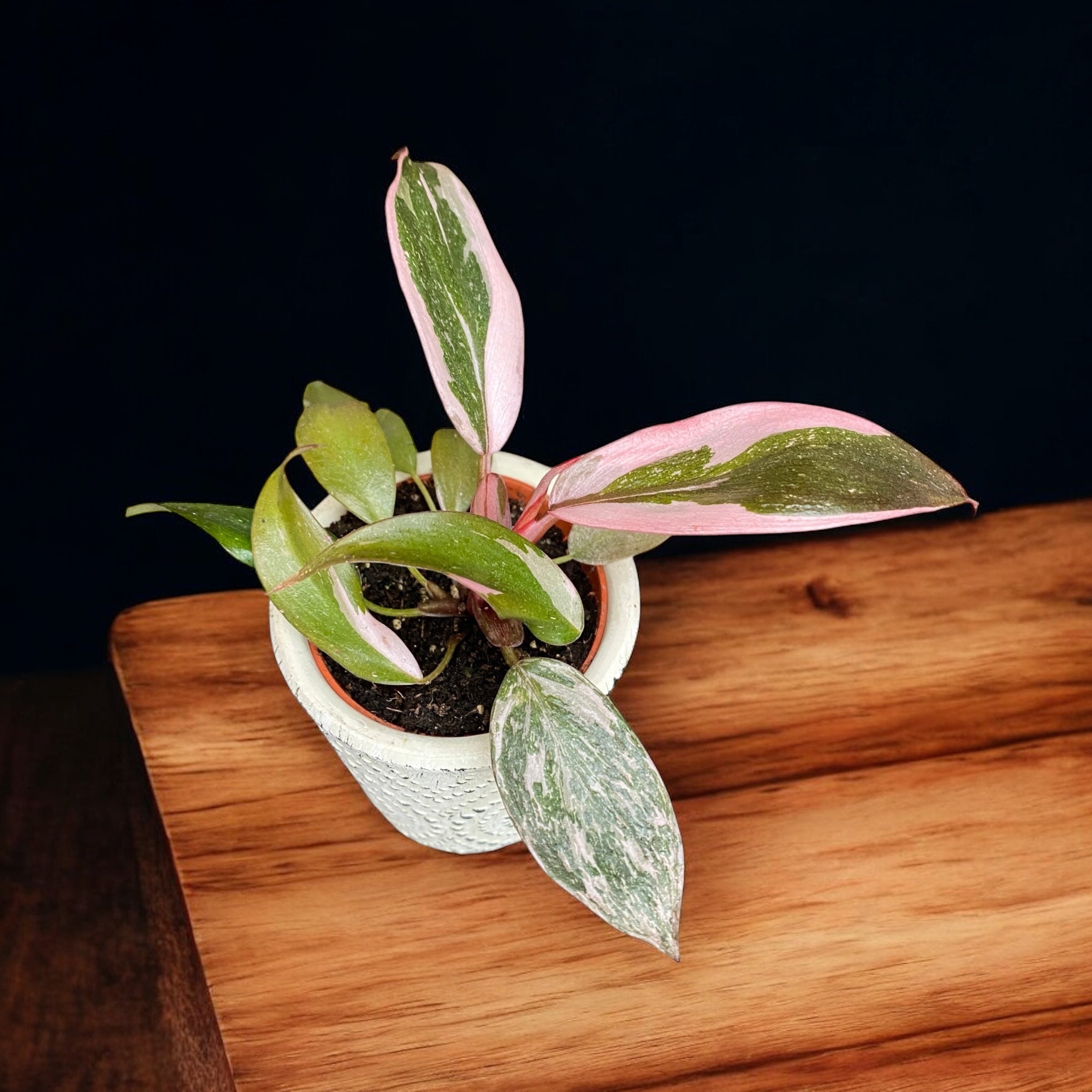 Philodendron 'Pink Princess Marble' (babyplant)