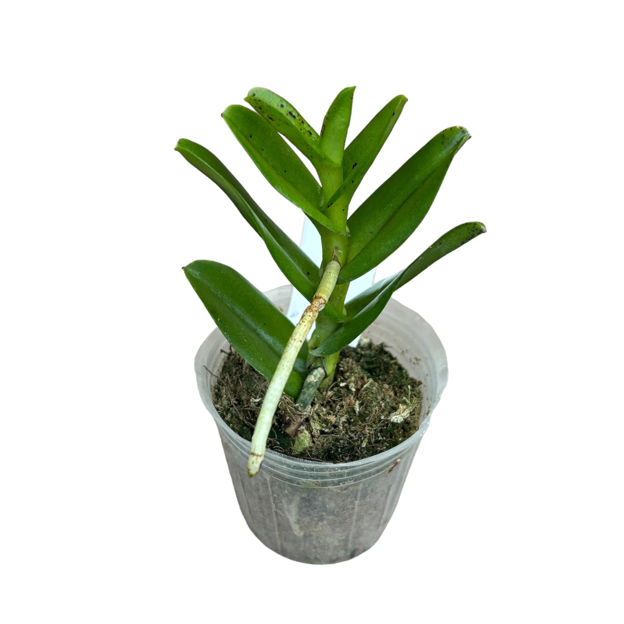 Trichoglottis atropurpurea (Trichoglottis philippinensis)