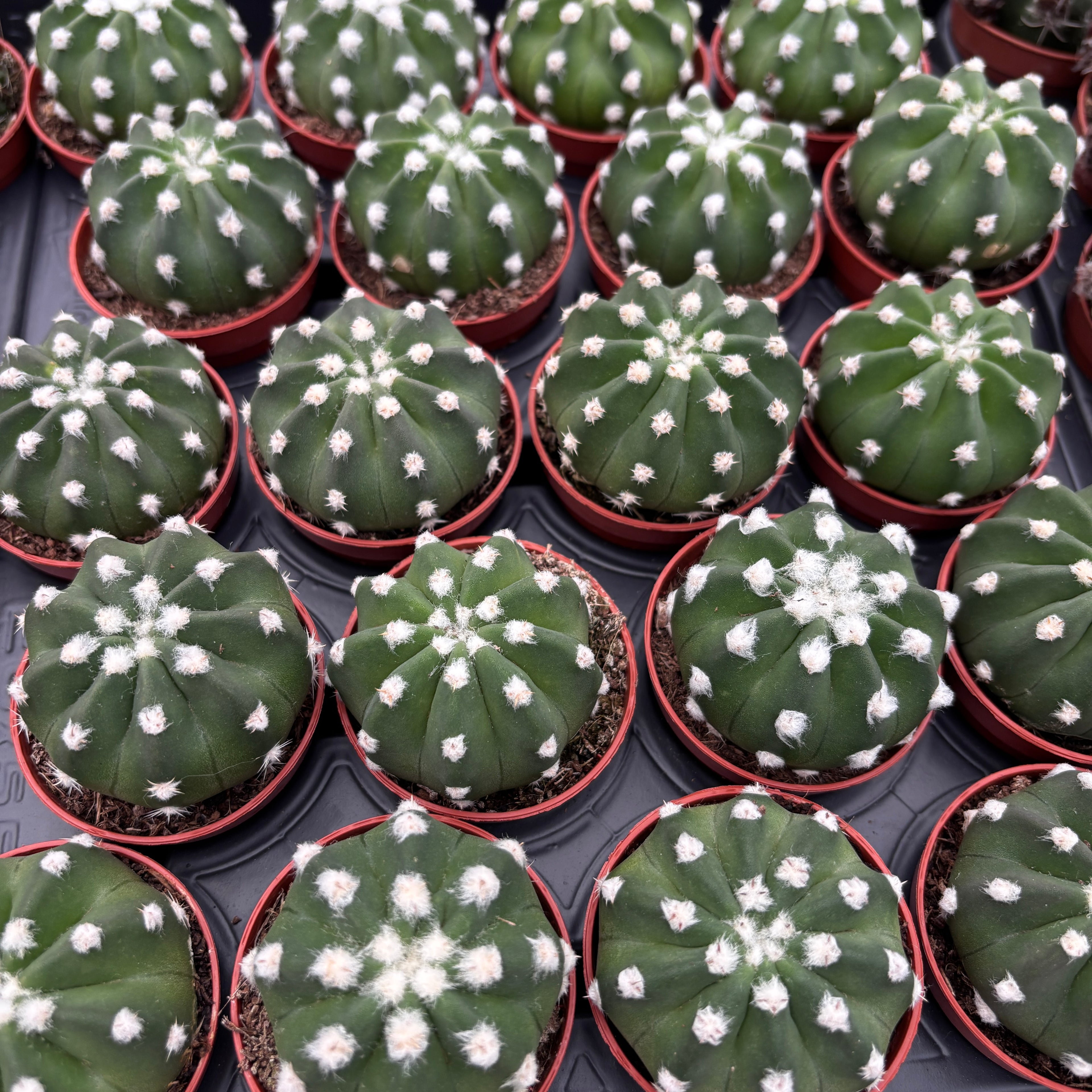 Echinopsis subdenudata (Velikonoční lilie kaktus) - nádherné a voňavé květy