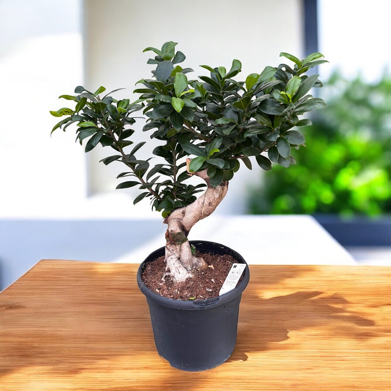 Bonsai Ficus ginseng (Ficus microcarpa) – forma S, cu trunchi sculptural si frunzis lucios