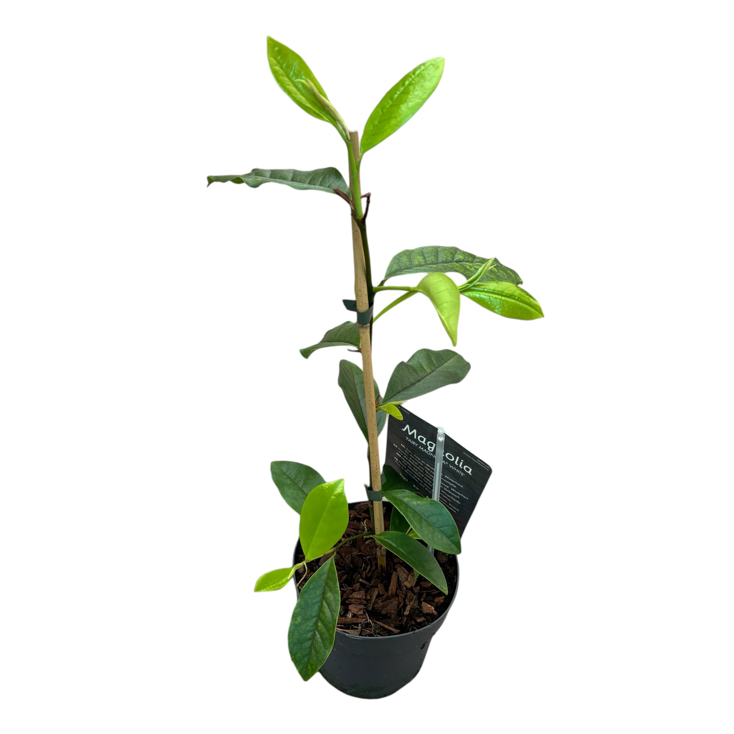 Magnolie Michelia 'Vanilla Pearls' (Weiß) - duftende Blüten (H40)