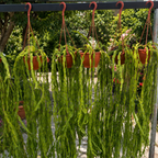 Rhipsalis paradoxa - exemplare XL