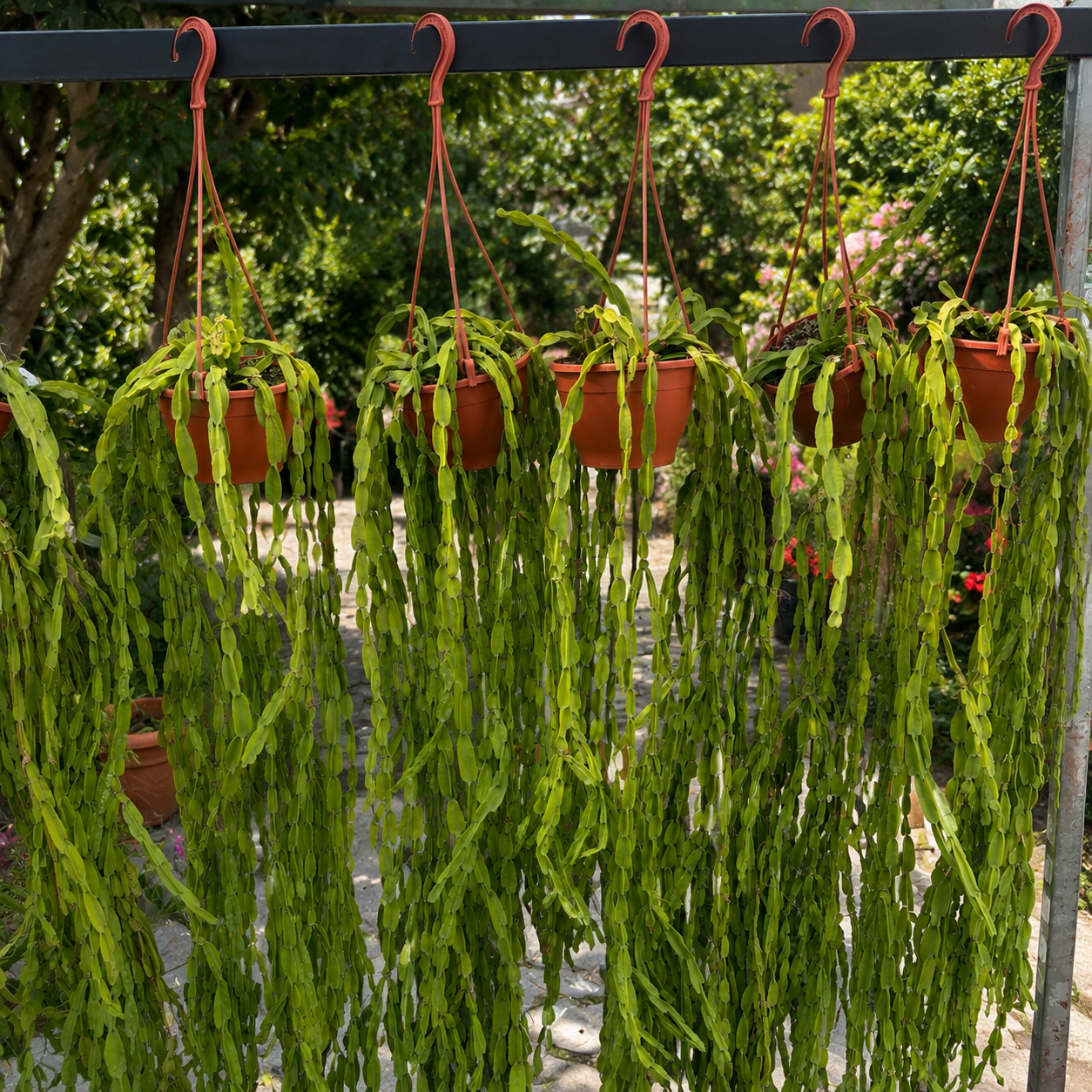Rhipsalis paradoxa - exemplare XL