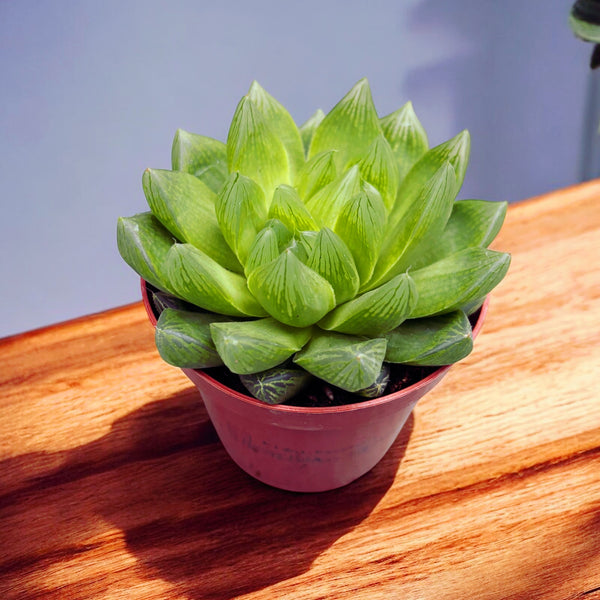 Haworthia cymbiformis