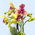 Phalaenopsis Anthura Grosseto (Phalaenopsis Tristar Poeker) peloric