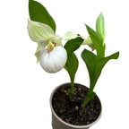 Cypripedium White - Cypripedium macranthos var. albiflorum (zahradní orchidej)
