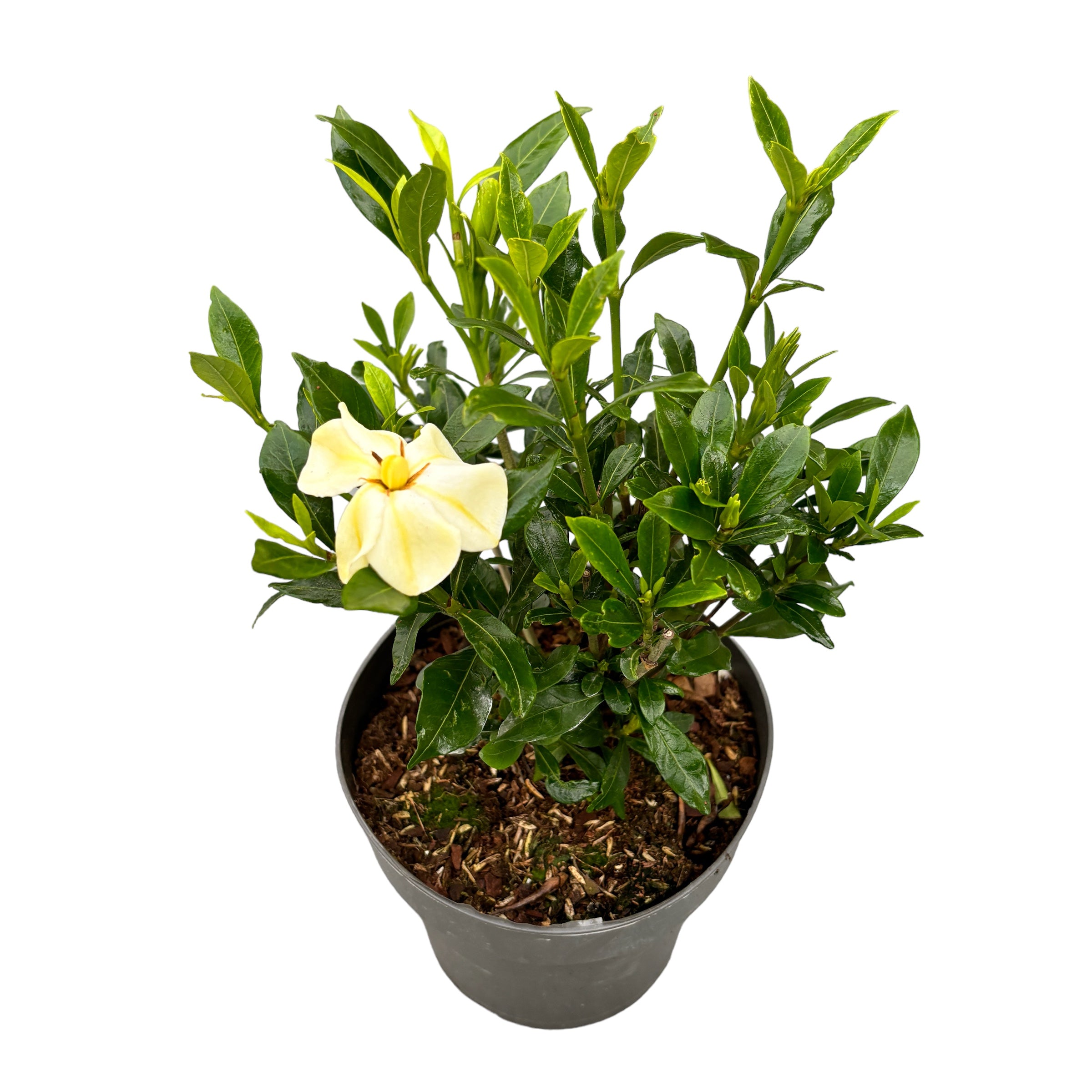 Гардения Ясминовидна 'Суитхарт' (устойчива и в градината)