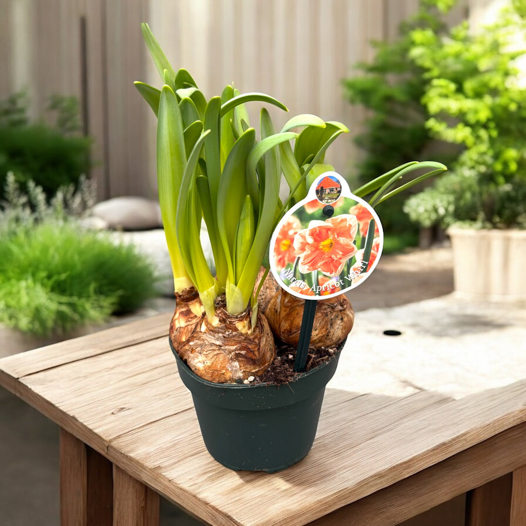 Narzissen aus Holland mit doppelter Blüte Pfirsich - Narcissus ‘Apricot Whirl’