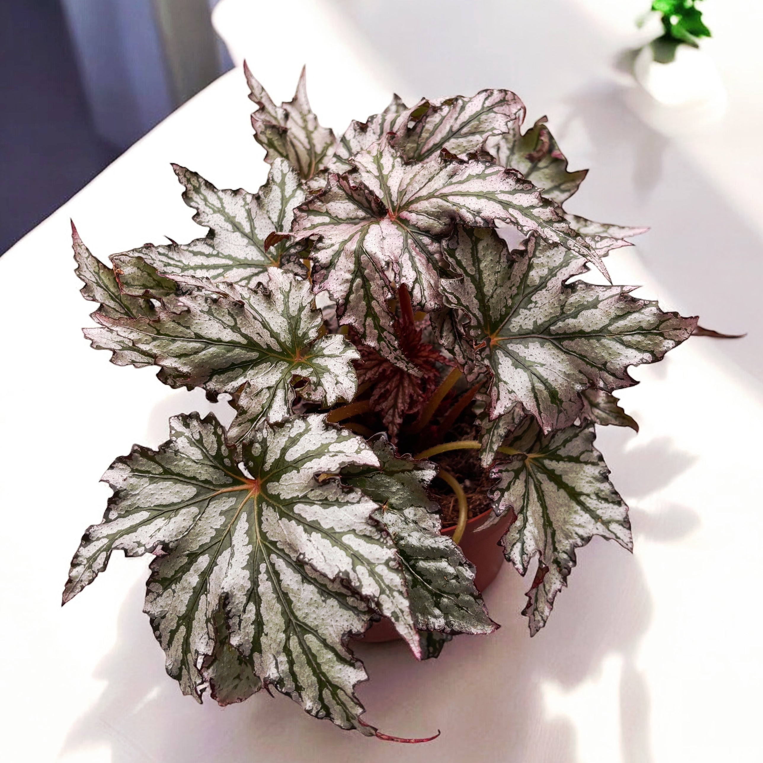 Begonia ‘Spacestar Maia’