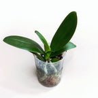 Phalaenopsis Miki Cute Melody '495' (pelorická)