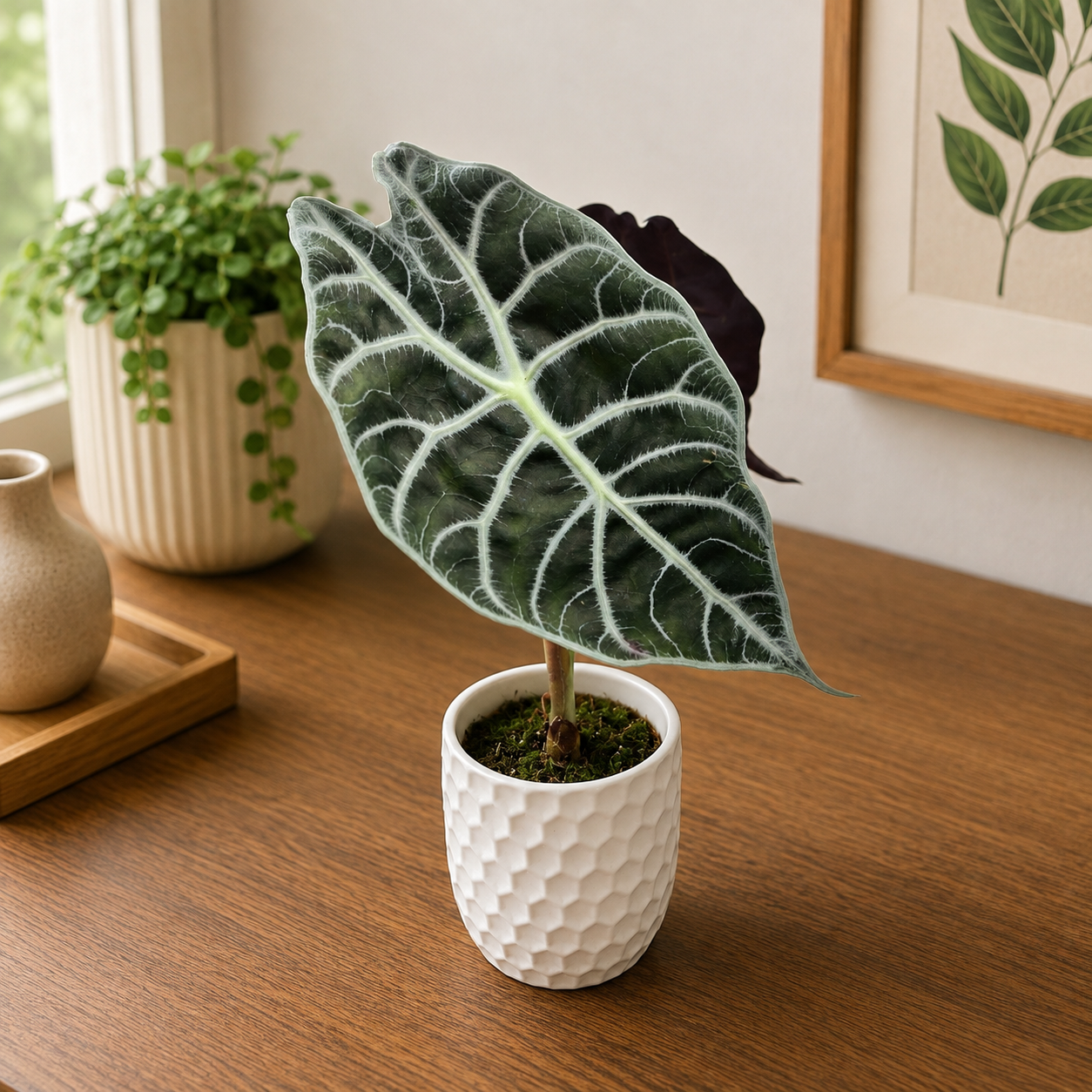 Alocasia longiloba 'Watsoniana Lightning'