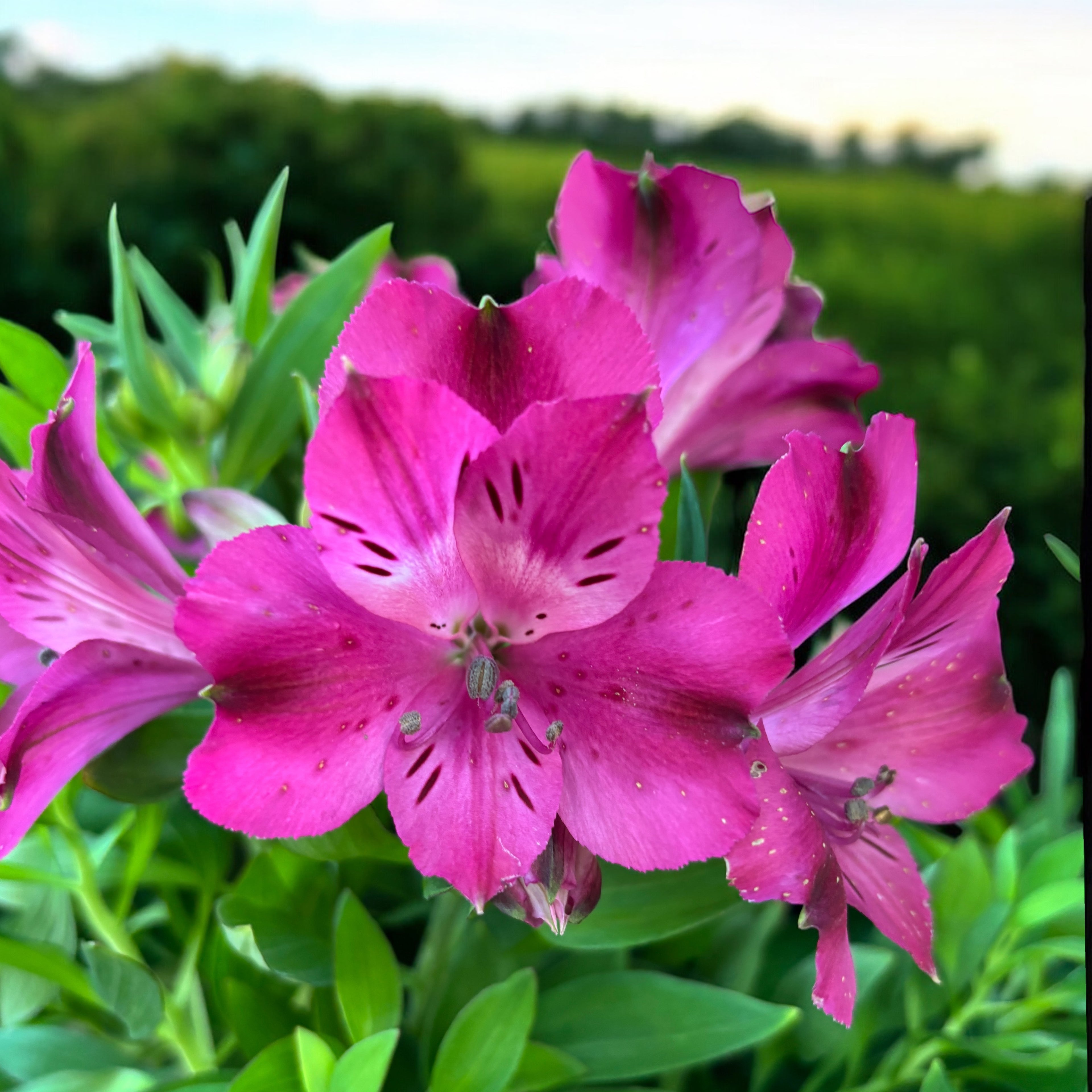 Alstroemeria Inticancha ‘Machu’ – crin peruvian roz