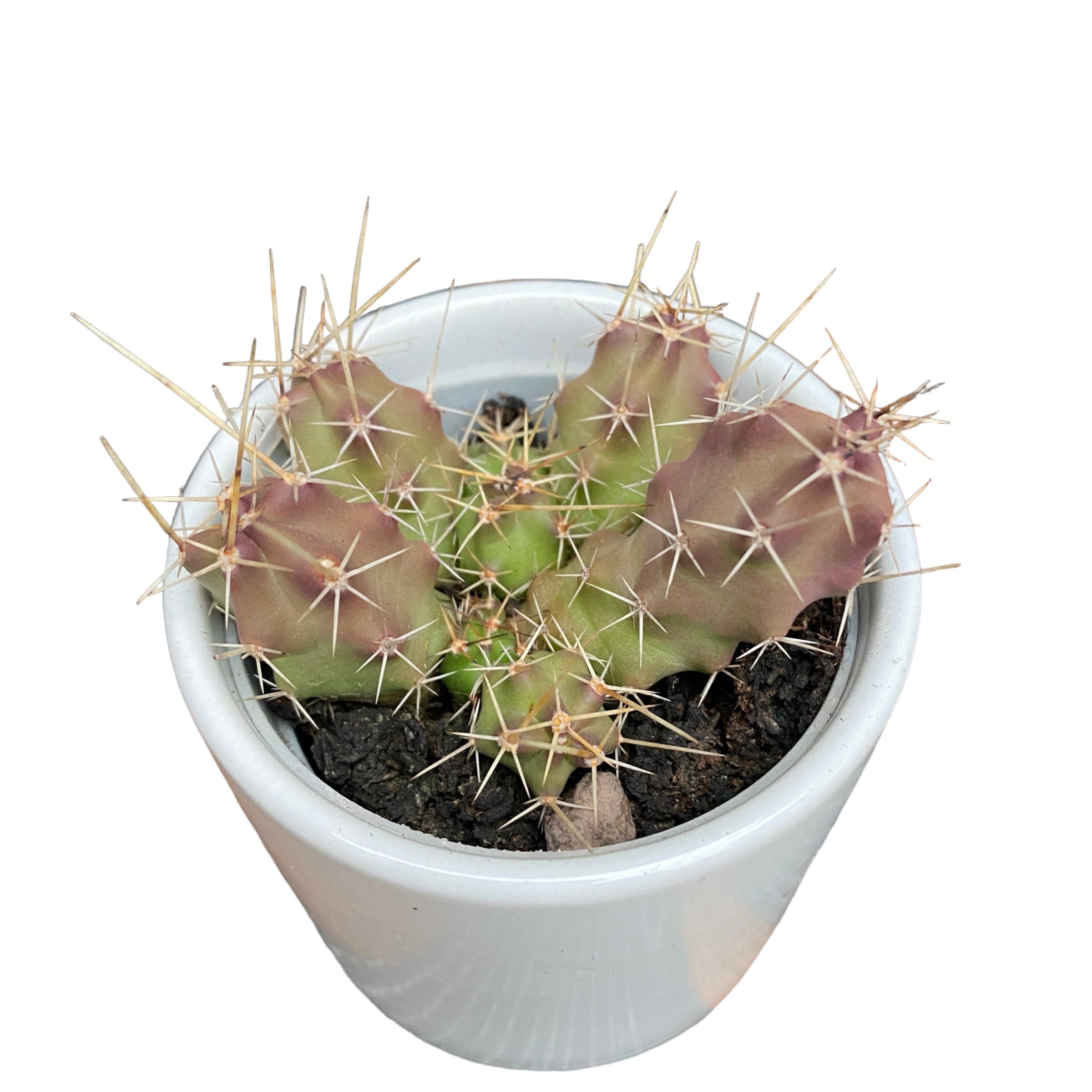 Echinocereus pentalophus (Ladyfinger Cactus)
