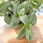 Tradescantia albiflora 'Albovittata' - elegáns kétszínű levélzet és gyors növekedés