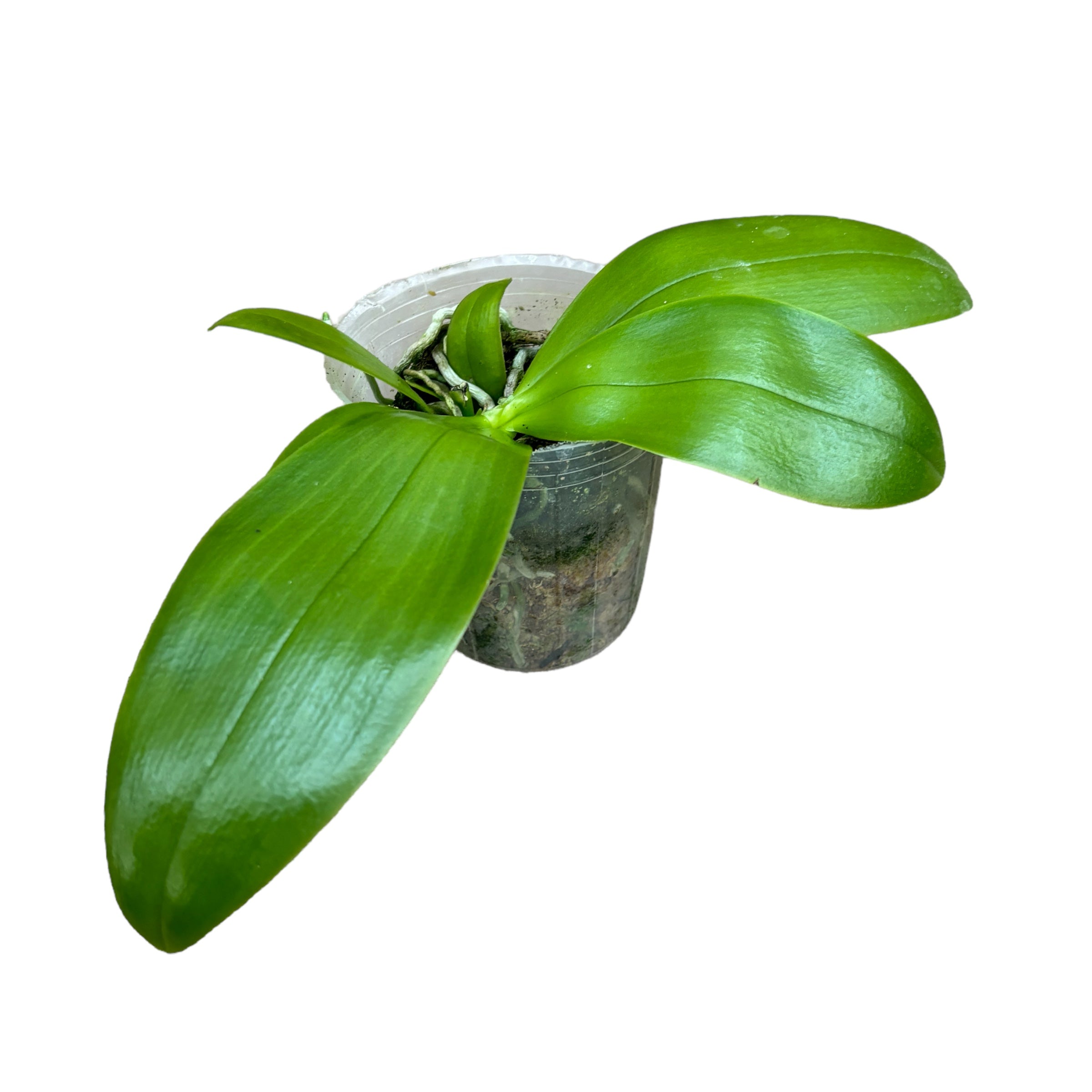 Phalaenopsis violacea 'Blau' × 'Pink'