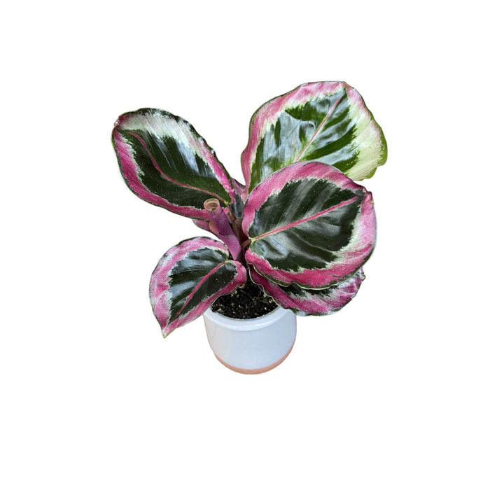 Calathea roseopicta Surprise Star (babyplant)