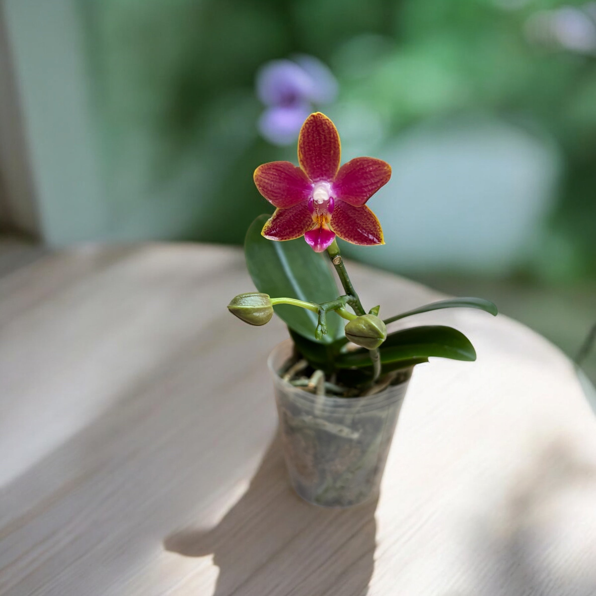 Phalaenopsis Sogo Red Star - flori cerate parfumate