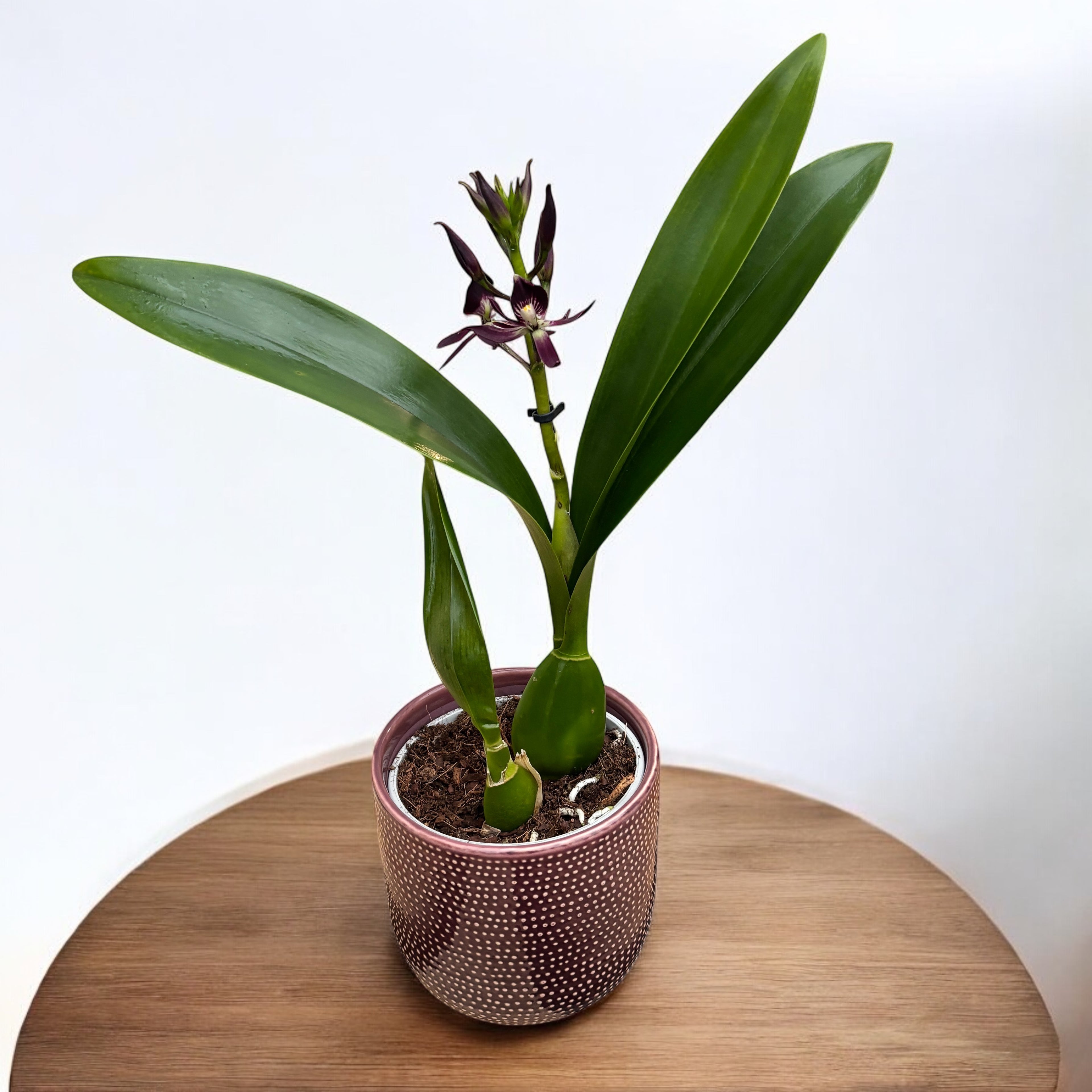 Encyclia 'Black Comet' (duftende Blüten)