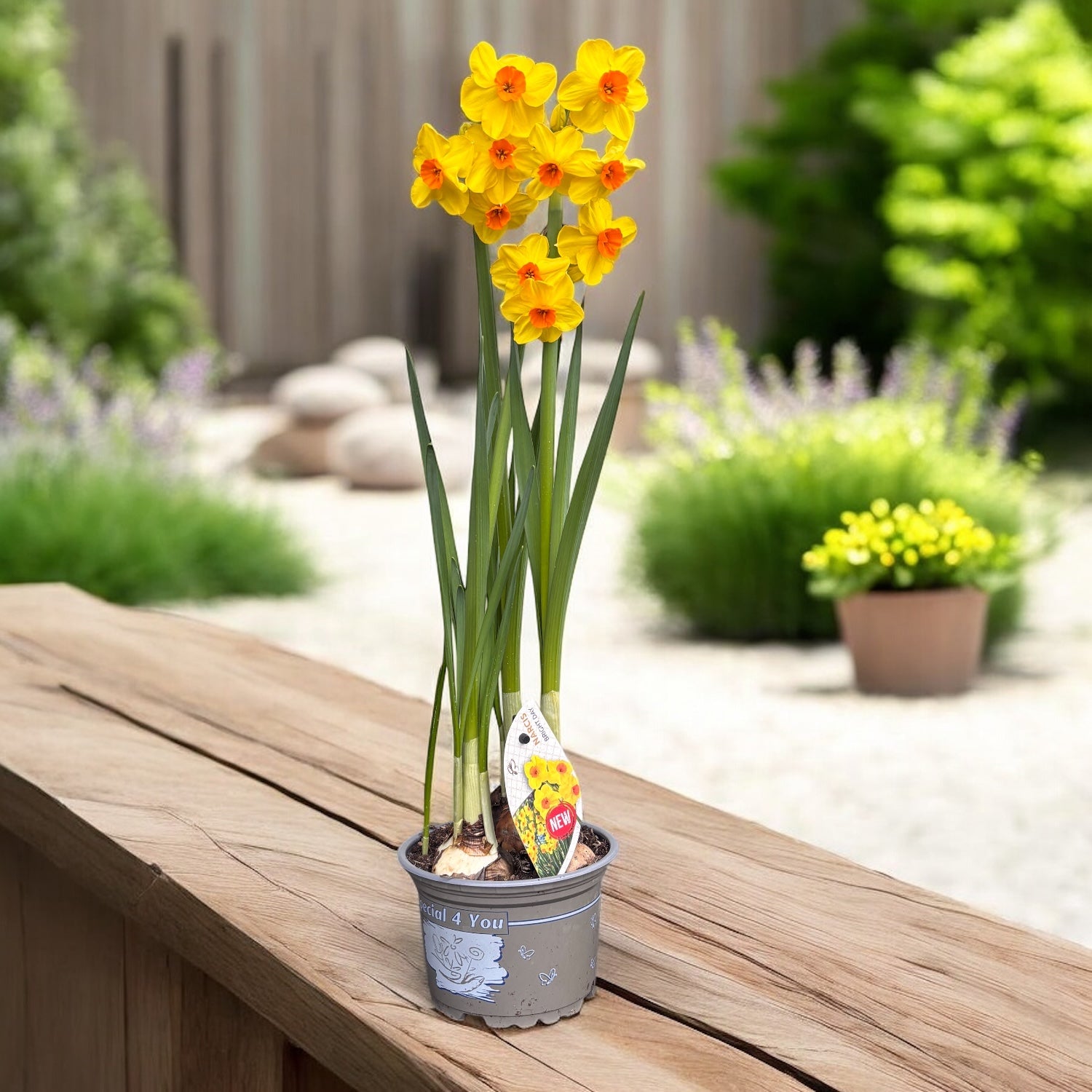 Narcise speciale intens parfumate - Narcisus 'Bright Day'