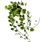 Iedera - Hedera helix 'Golden Kolibri' ('Midas Touch')