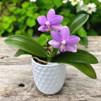 Phalaenopsis Yu-Yang Little Peacock '387'