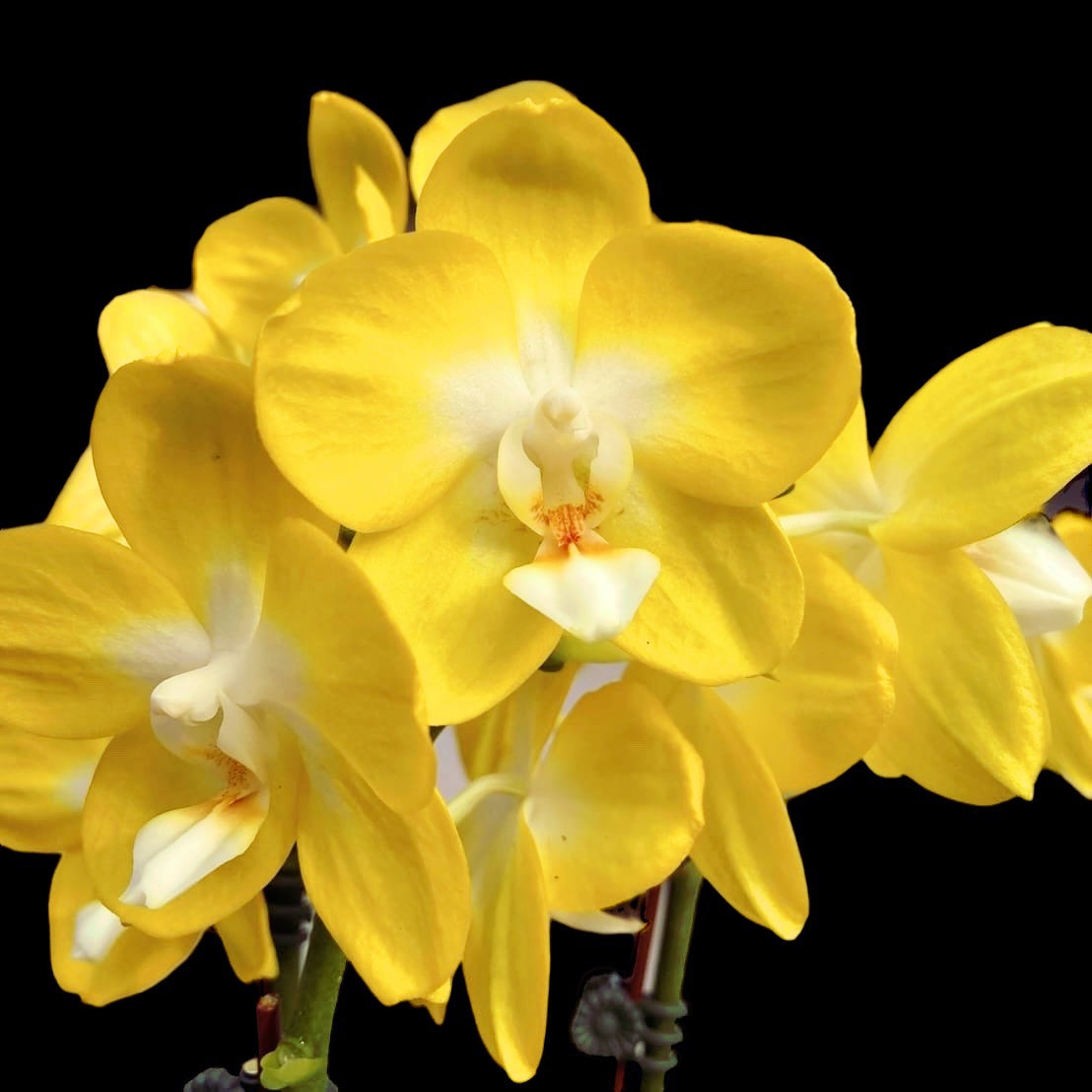 Phalaenopsis Miki Sun Shine '522' flori parfumate