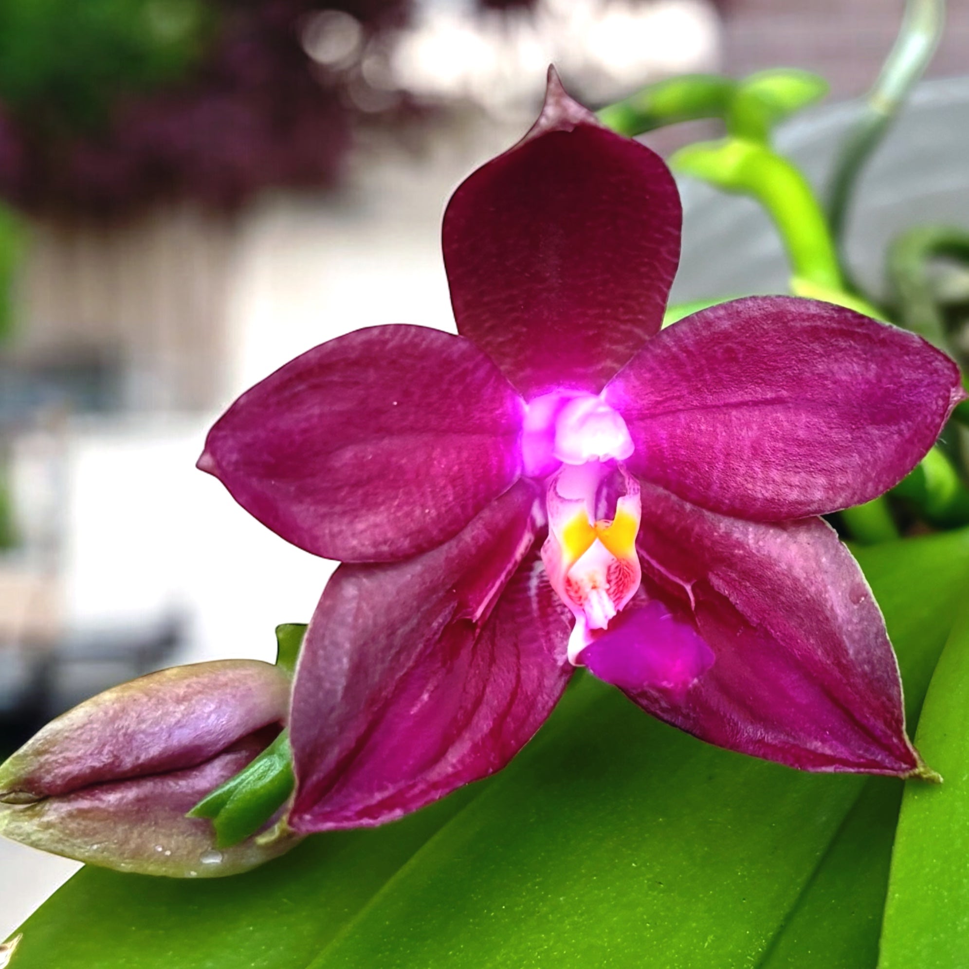 Phalaenopsis LD's Bear King - intensely fragrant flowers (citrus)