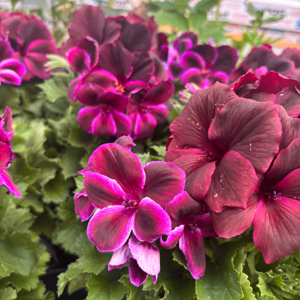 Pelargonium Grandiflorum 'Regalia Chocolate' (geranios ingleses)