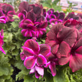 Pelargonium Grandiflorum 'Regalia Chocolate' (engelska pelargoner)
