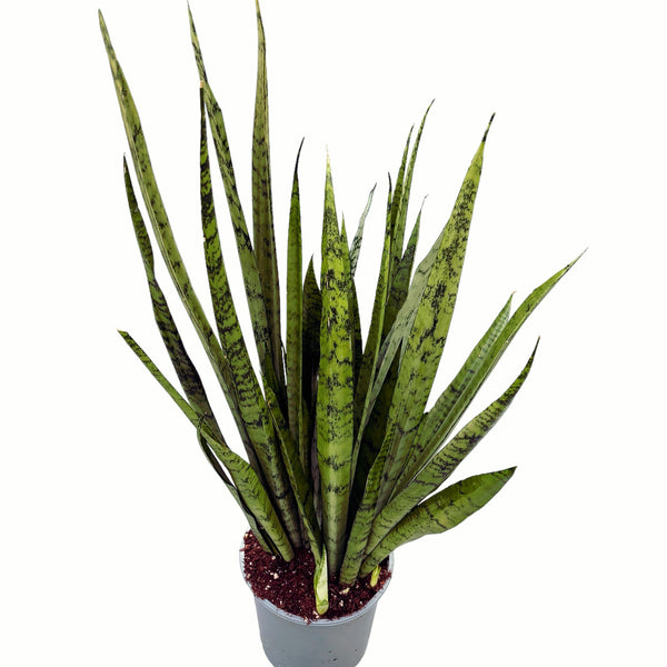 Sansevieria 'Silver Princess' - XL specimens