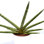 Sansevieria cylindrica Tiara Platin