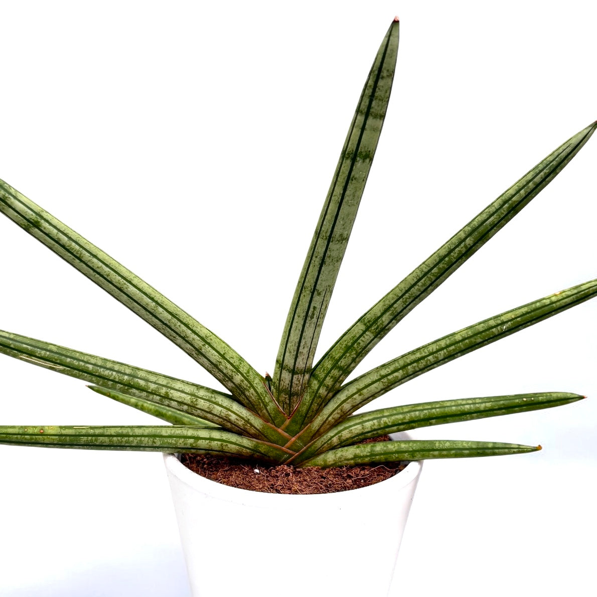 Sansevieria cylindrica Tiara Platine