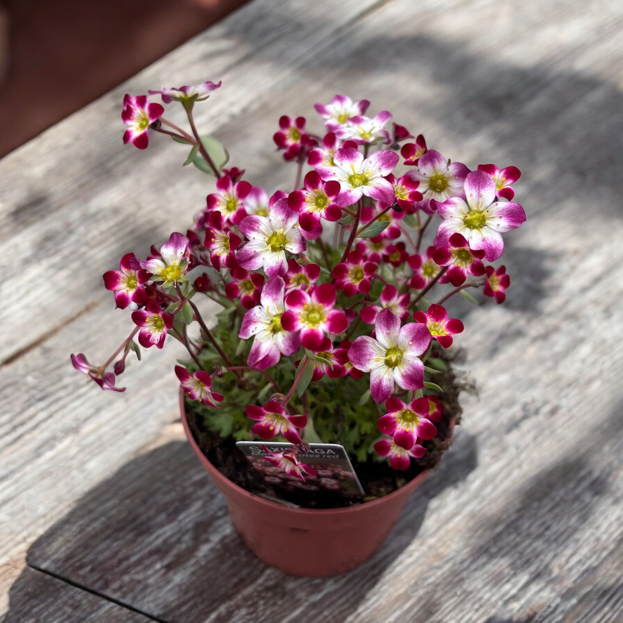 Saxifraga X Arendsii Marto™ Red Picotee