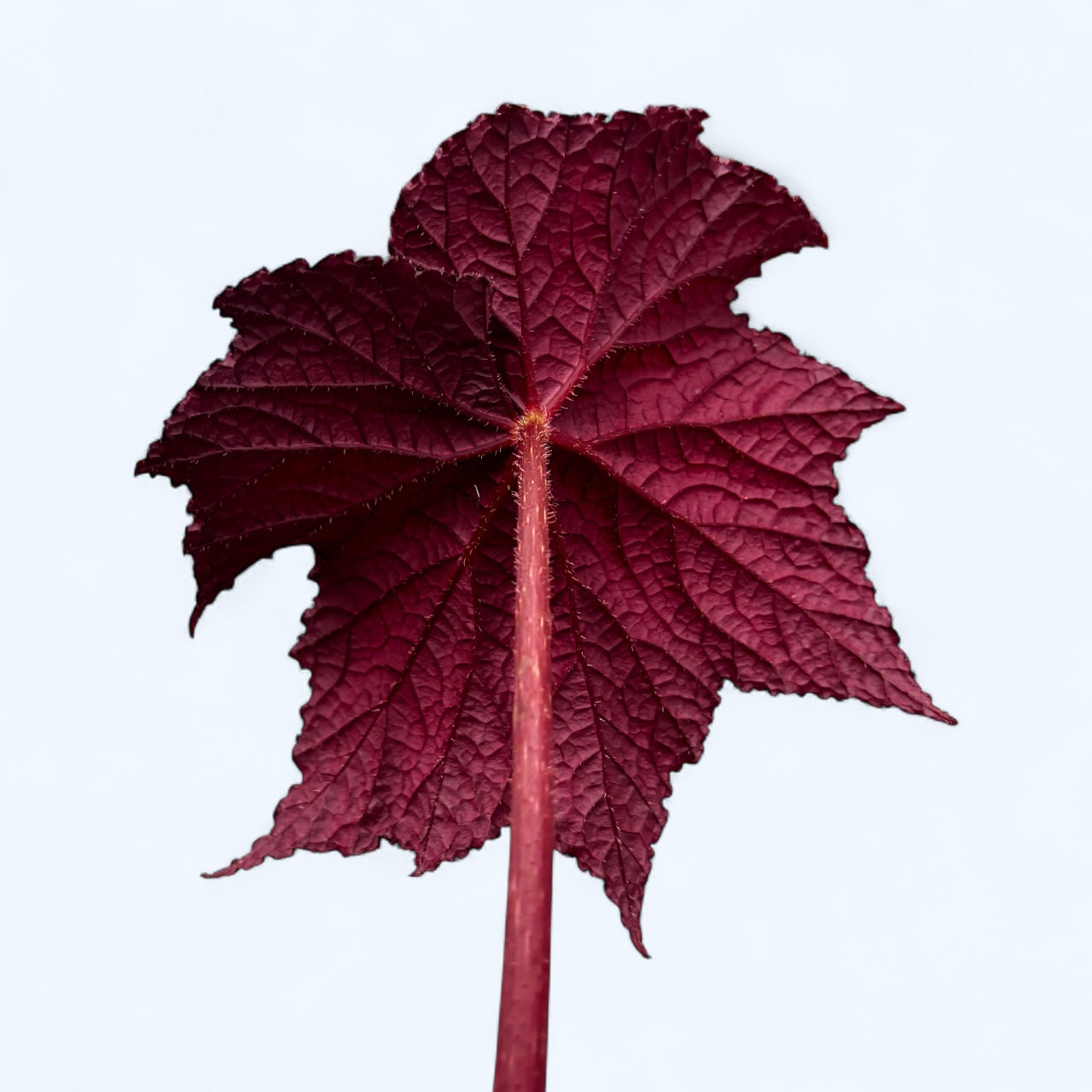 Begonia ‘Dark Side of the Moon’