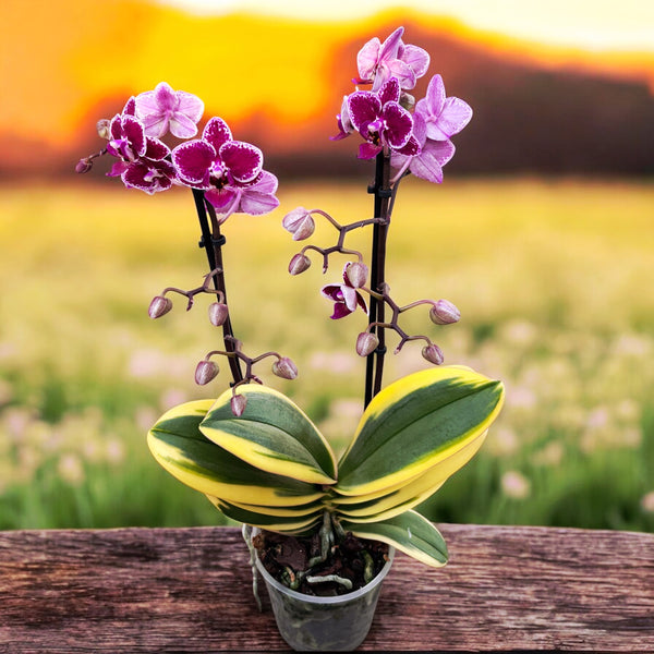 Phalaenopsis Chia E Yenlin (bunte Blätter) D12