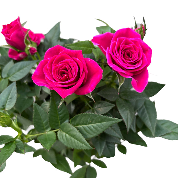 Trandafiri pitici ciclam de gradina - flori parfumate (3 plante/ghiveci)