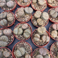 Lithops bromfieldii – Élő kő lenyűgöző mintákkal
