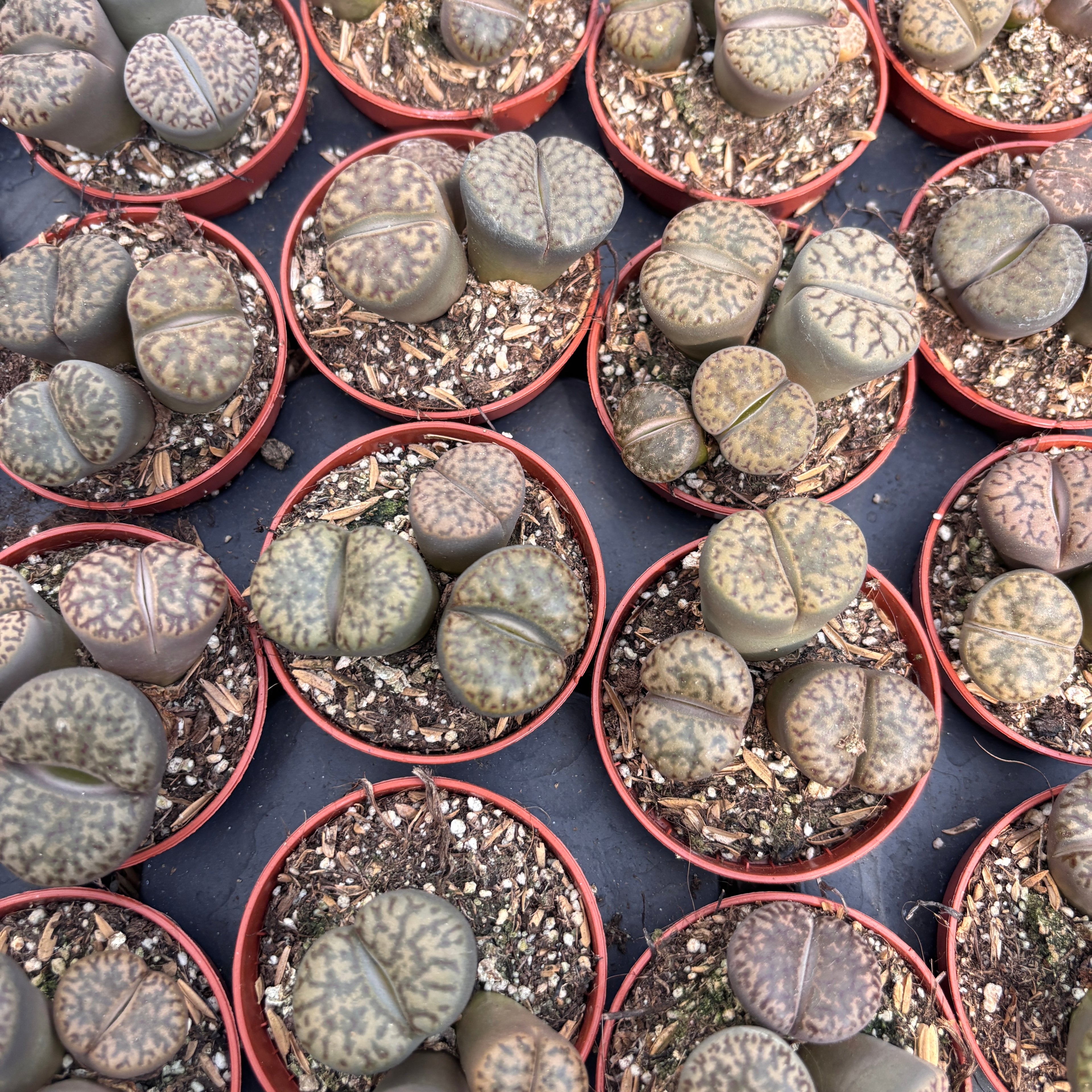 Lithops bromfieldii – Élő kő lenyűgöző mintákkal