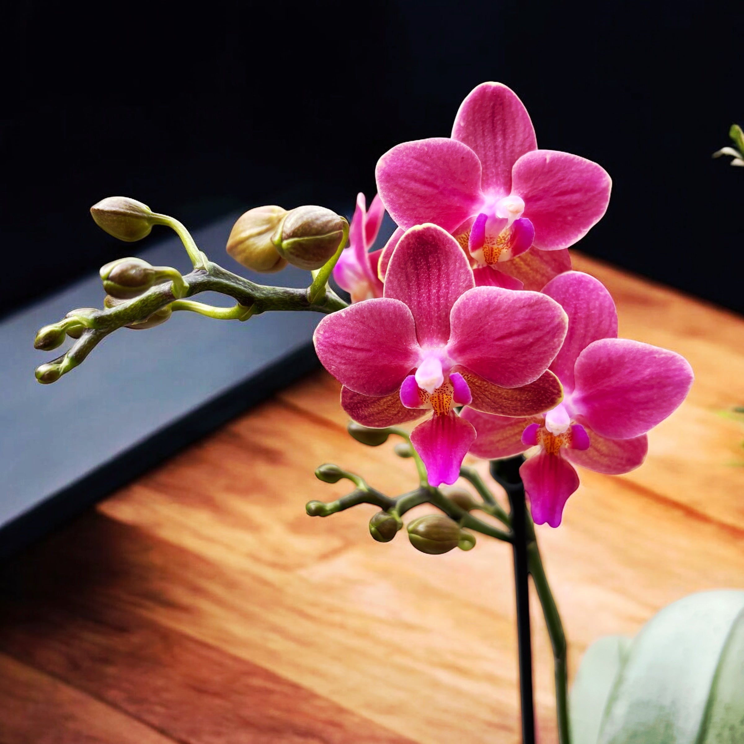 Phalaenopsis Amorion (srebrni listovi) - intenzivno mirisno cvijeće