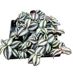 Tradescantia ‘Pink Joy’ (babyplant)