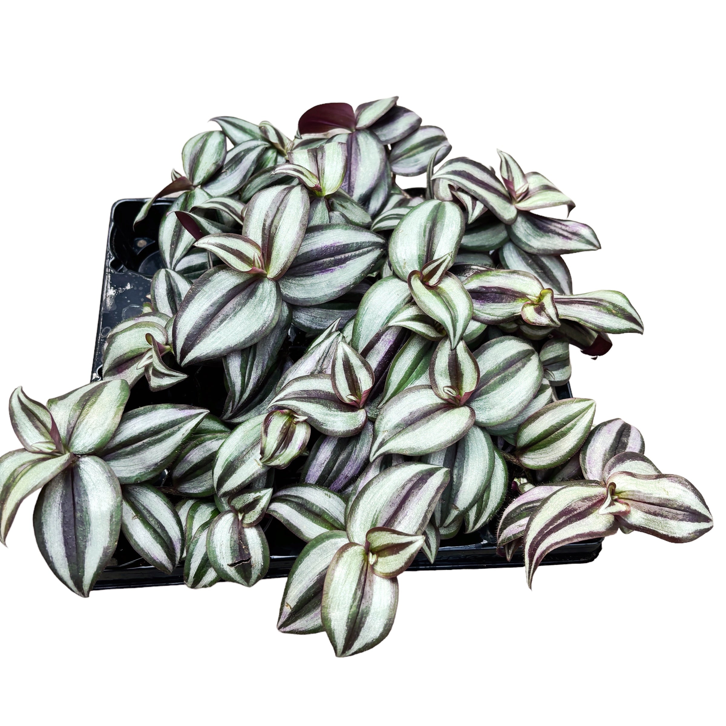 Tradescantia ‘Pink Joy’ (babyplant)