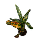 Croton Codiaeum 'Red Batik' (babyplant)