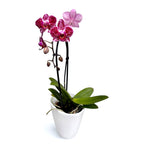 Phalaenopsis Anthura Cadiz