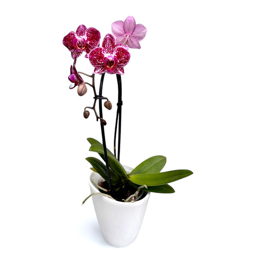 Phalaenopsis Anthura Cadiz
