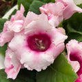 Sinningia 'Avanti Pink' (Gloxinia Sonata)