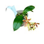 Phalaenopsis mannii var. black × tetraspis - flori parfumate